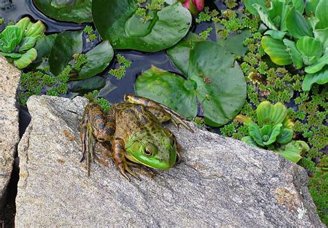 Frog On Rock Photograph By MTBobbins Photography Fine Art America