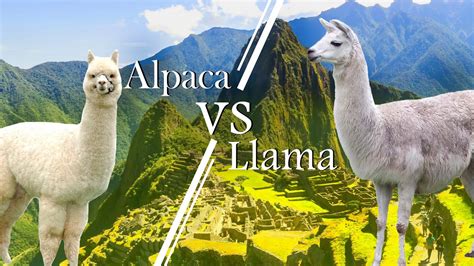 Differences Between Alpacas And Llamas Blog Cusco Journeys