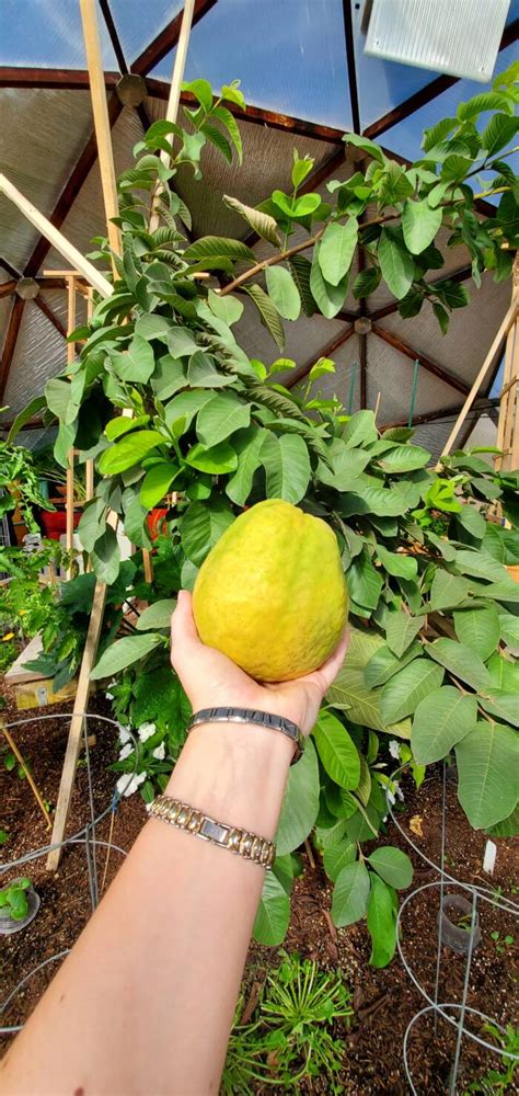 Guide To Growing Guava Trees In A Greenhouse Year Round