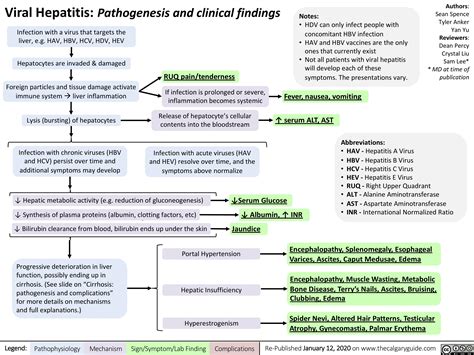 Hepatitis B Pathophysiology