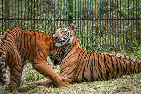 India Has Tigers Home To Per Cent Of Global Numbers Tiger