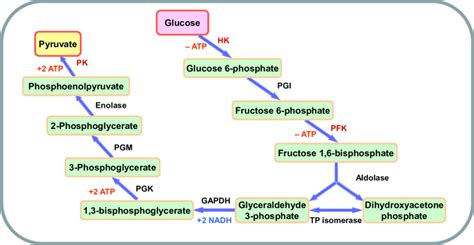 Medical Mnemonics: Glycolysis Enzymes Mnemonic