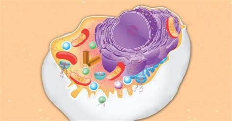 A Novel Approach to Investigating Ribosome Function - QS Study