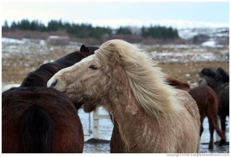 icelandic horses photo id  reykjavi