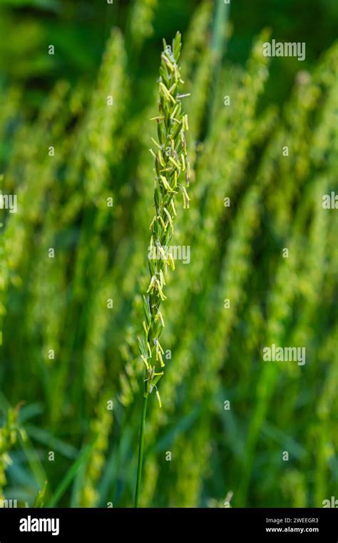 In The Meadow In The Wild Grows Grass And Weeds Elymus Repens Stock