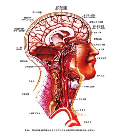 中枢神经系统疾病定位诊断图解脑血管超详细 澎湃号湃客 澎湃新闻 The Paper