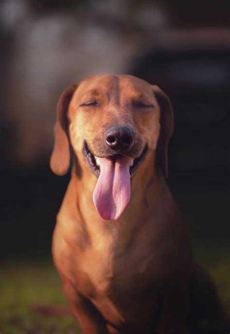 Dog With Its Tongue Sticking Out Photograph By Ktsdesign Fine Art America