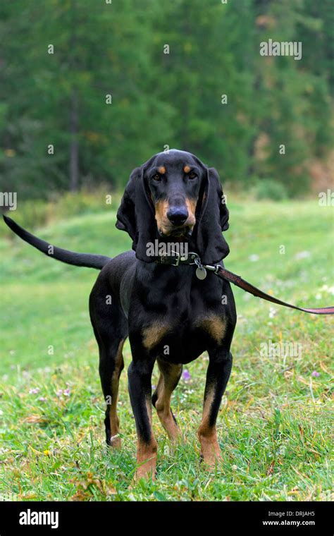 French hunting dog hi-res stock photography and images - Alamy