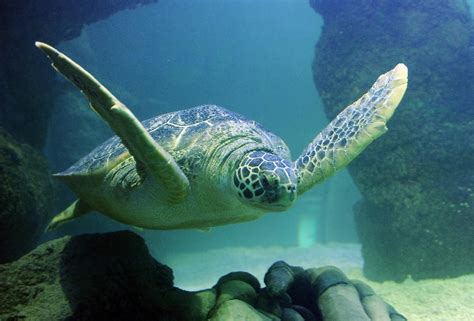 SEA LIFE San Antonio Aquarium | Tripster