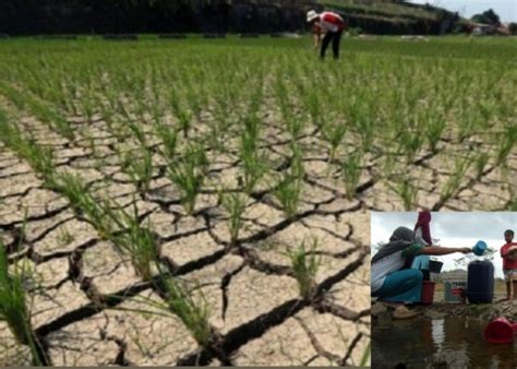 Kekeringan Dampak El Nino Makin Meluas Ini Daftar Wilayah Yang