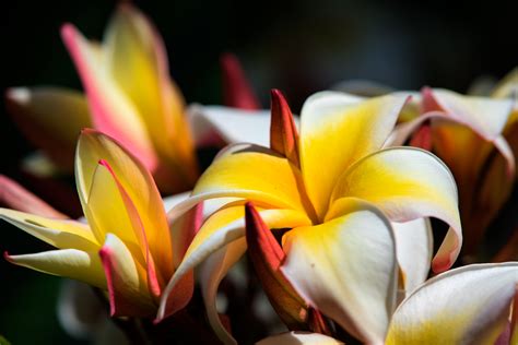 Plumeria Colors | SCENE of HAWAII by wavees