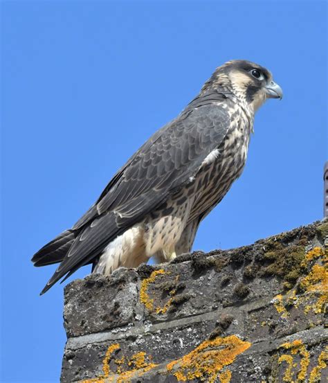 Herts Bird Club 2022 Peregrine St Albans ADay 28Jun