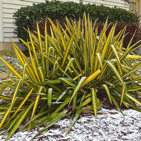 Yucca D Ext Rieur Choix Plantation Entretien En Pot Ou Au Jardin