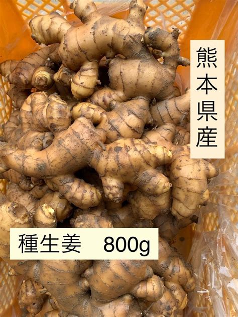 熊本県産 種生姜 800g｜paypayフリマ