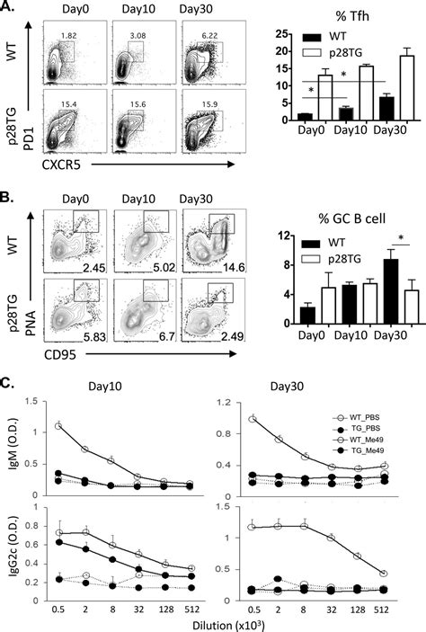 Impact Of Interleukin 27p28 On T And B Cell Responses During Toxoplasmosis Infection And Immunity