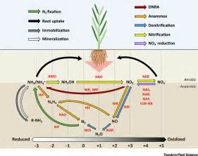 How Plant Root Exudates Shape The Nitrogen Cycle Trends In Plant Science