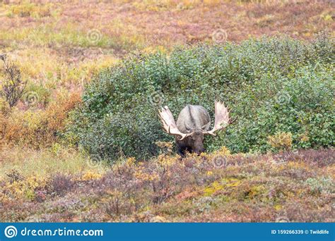 Alaska Yukon Bull Moose In Fall In Alaska Stock Image Image Of