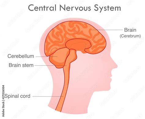 Central Nervous System Human Skull Diagram Side View Nerve System