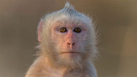 The Ghostly Allure of Albino Monkeys: Nature's Rare & Enchanting Anomalies