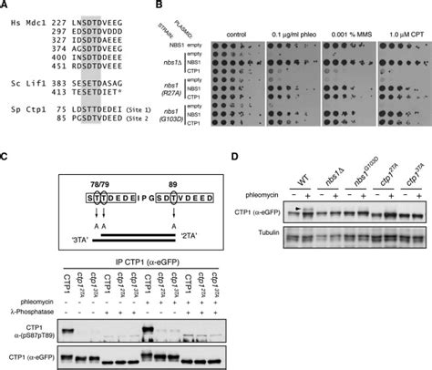 A Supramodular Fha Brct Repeat Architecture Mediates Nbs Adaptor