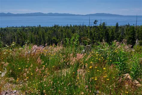 Colorful Weeds A Band Of Forest Salish Sea Olympic Peninsula Stock