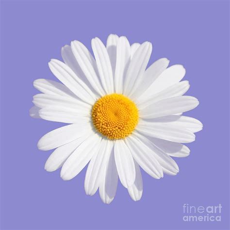 Daisy Flower On A Purple Background Photograph By Susan Wall Fine Art