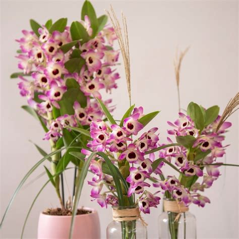 Dendrobium Classic Sunny Eyes - Passiflori - Доставка на цветя и букети