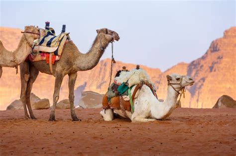 Camelos No Deserto Wadi Rum Jordan Foto De Stock Imagem De Exterior