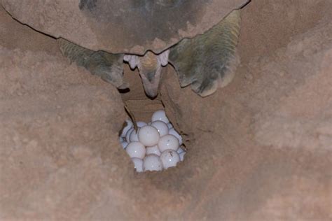 Combien DŒUFS POND une TORTUE de MER 50 à 200 œufs