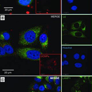 Confocal Images Of Hela Cells After H Of Incubation With G Ml Of