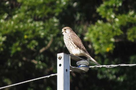 鳥；ノスリ、チョウゲンボウ♀、カワセミ♂、アオサギ、ホオジロ♂、ジョウビタキ♂。 | 大分金太郎の花鳥蝶月 - 楽天ブログ