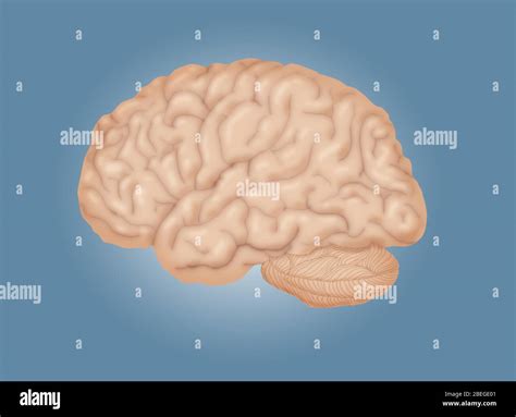 Human Brain Lateral View Stock Photo Alamy