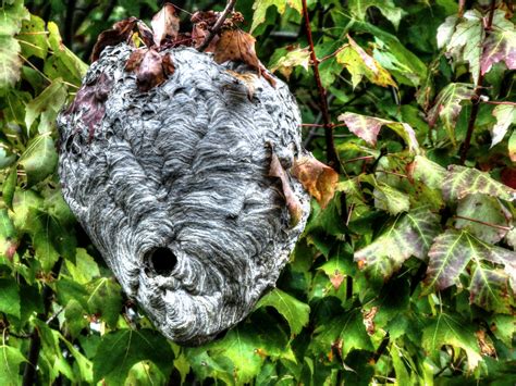 Wasp Nest Free Stock Photo - Public Domain Pictures