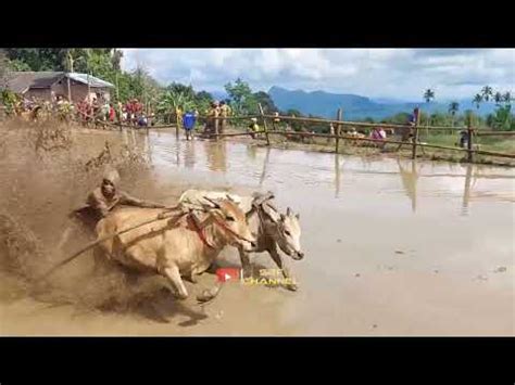 Penutupan Alek Pacu Jawi Padang Laweh Sungai Tarab Desember