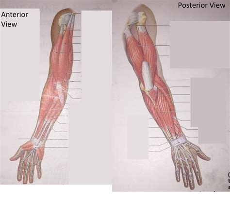 Posterior Anterior Right Arm Muscles Diagram Quizlet