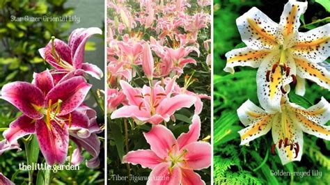 15 Beautiful Types of Lily Flowers to Grow in Your Garden