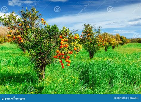 Orange Tree Park Stock Photo Image Of Farm Juicy 88495650