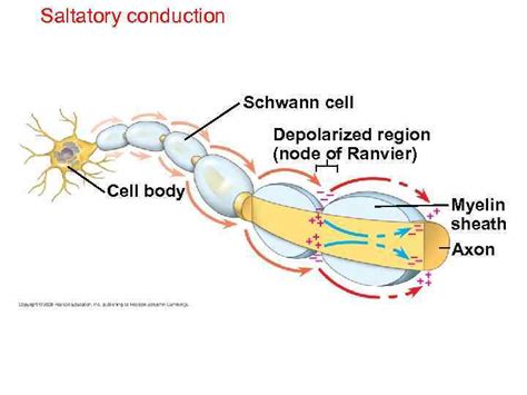 Chapter 48 Neurons Synapses And Signaling Power Point