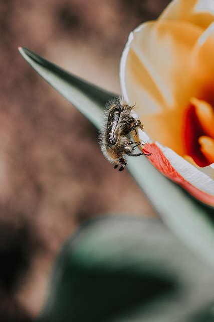 Cockchafer Kumbang Bunga Foto Gratis Di Pixabay Pixabay