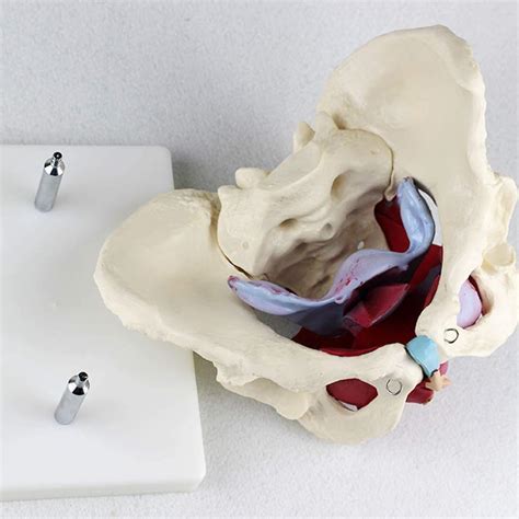 Buy Education Basin Model Anatomical Medical Model Female Pelvis