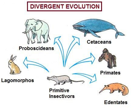 divergent evolution