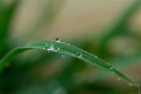 Wallpaper Water Nature Insect Green Dew Leaf Flower Drop