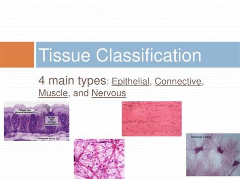 Ppt Tissues Glands And Membranes Powerpoint Presentation Free