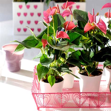 Anthurium różowe Karma Pink Roslinydomowe pl