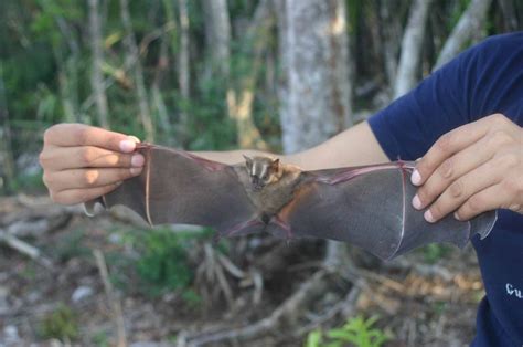 Artibeus Lituratus Palmarum Mamíferos De La Reserva De La Biósfera Ría