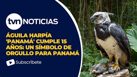 Águila harpía Panamá cumple 15 años YouTube