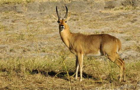 The Southern Reedbuck Rietbok Or Common Reedbuck Redunca Arundinum