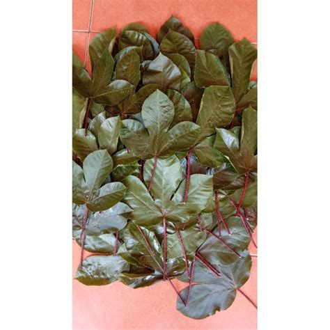 Jual Daun Jarak Wulung Untuk Ecoprint Shopee Indonesia