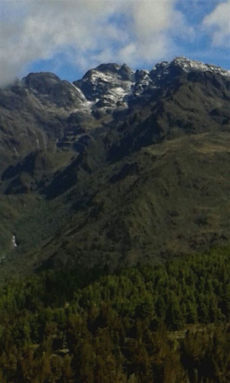 Uno De Los Cinco Aguilas Blancas Picos En Edo M Rida Venezuela