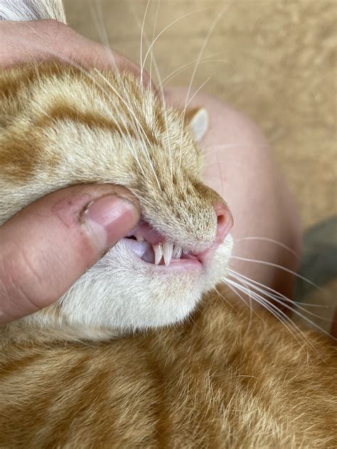 My cat has two sets of canine teeth | TheCatSite